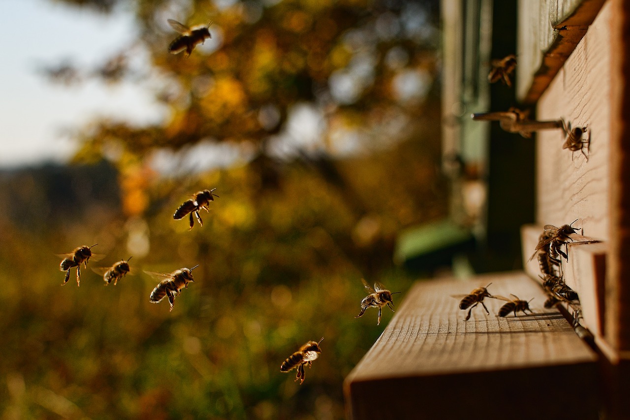 photo de l'entrée d'une ruche avec ses abeilles. Les ruches de la Miellerie d'Api-Qlé sont situées à Quimperlé en France. Commune du Finistère en Bretagne. Apiculteur producteur de miel et de gelée royale et spécialisé dans la sélection apicole.